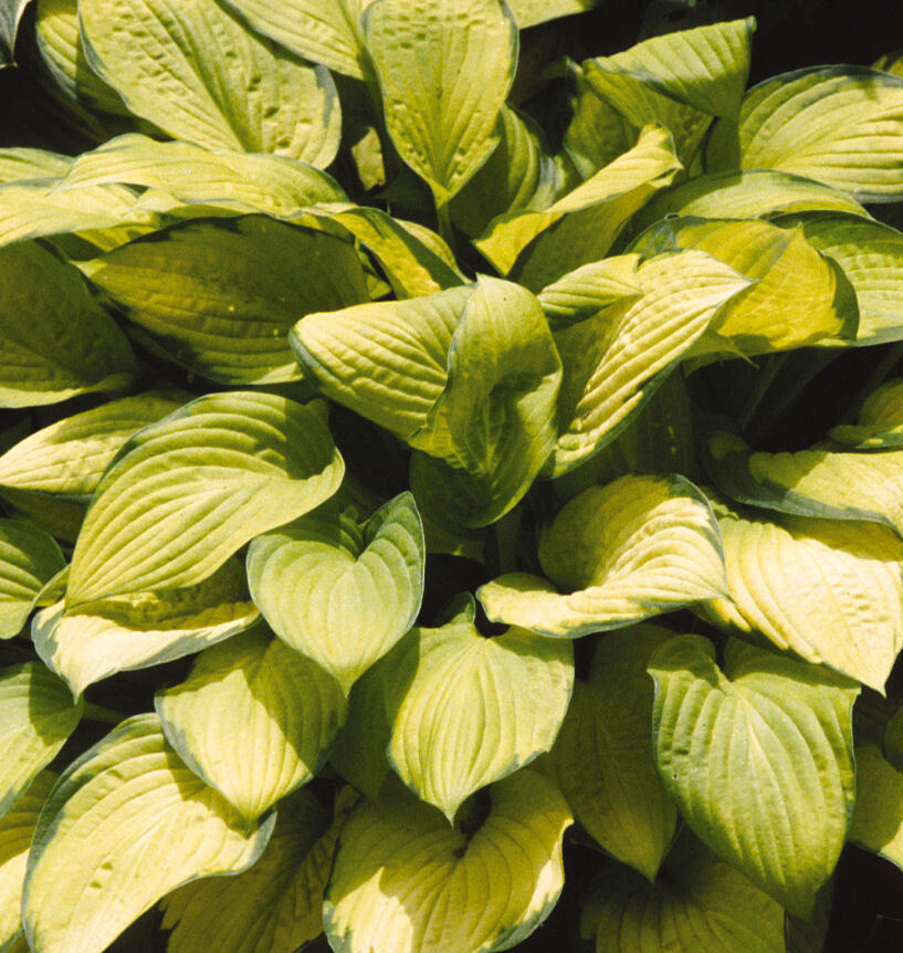 Gold standard hosta natorp s online plant store